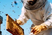 Sprijin pentru apicultorii din județ: 15 euro pentru fiecare familie de albine până în 2028