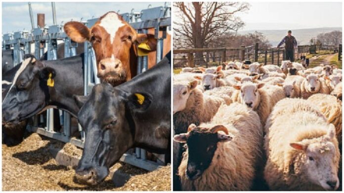 Fermieri APIA ovine bovine vaci subventii agricol animale