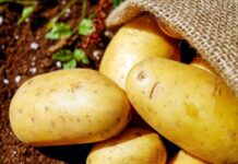 Direcția Agricolă: Aprobarea finanţării schemei de ajutor de minimis pentru cultura de cartof de consum în anul 2026