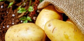 Direcția Agricolă: Aprobarea finanţării schemei de ajutor de minimis pentru cultura de cartof de consum în anul 2026