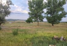 Pedepse mult mai aspre pentru cei care distrug pădurile