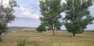 Pedepse mult mai aspre pentru cei care distrug pădurile