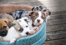 Târg de adopții căței, Vaslui, 12 – 13 septembrie