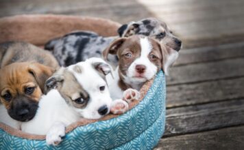 Târg de adopții căței, Vaslui, 12 – 13 septembrie