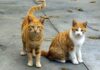 Bărbat reținut de polițiștii de la Protecția Animalelor pentru că ar fi ucis o pisică