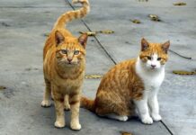 Bărbat reținut de polițiștii de la Protecția Animalelor pentru că ar fi ucis o pisică