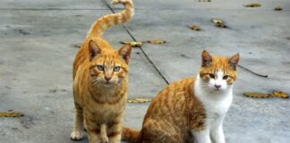 Bărbat reținut de polițiștii de la Protecția Animalelor pentru că ar fi ucis o pisică