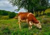 Crescătorii de bovine vor primi o subvenţie de 68 de euro pe cap de animal, în acest an