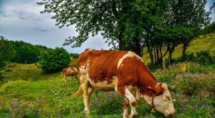 Crescătorii de bovine vor primi o subvenţie de 68 de euro pe cap de animal, în acest an