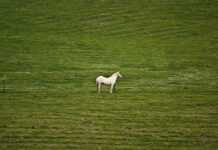 „Pajiștile României sunt avere națională; să ne reamintim că avem cel mai bogat pământ din Europa”