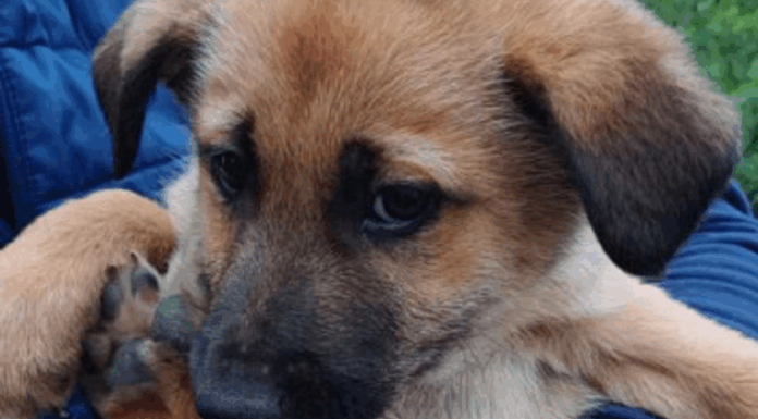 Un nou târg de adopții pentru câinii fără stăpân, ASTĂZI, la Bârlad