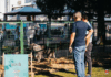 Târg de adopții căței, Vaslui, 12 – 13 septembrie
