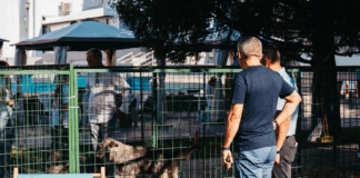 Târg de adopții căței, Vaslui, 12 – 13 septembrie