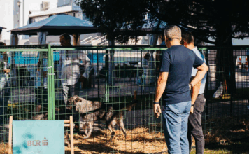 Târg de adopții căței, Vaslui, 12 – 13 septembrie