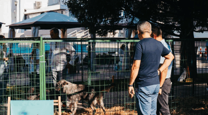 Târg de adopții căței, Vaslui, 12 – 13 septembrie