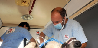 Campanie pentru sterilizarea gratuită a câinilor cu stăpân, la Bârlad
