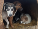 Primăria Bârlad, apel urgent către cetățeni și asociațiile de protecție a animalelor din județul Vaslui!