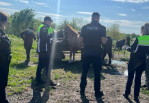 129 de sancțiuni contravenționale, în valoare de peste 70.000 de lei, aplicate de polițiști în comunele Iana, Perieni, Codăești și Stănilești