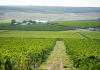 O nouă hartă vinicolă a lumii dezvăluie: podgoriile din Dealurile Moldovei sunt cu 2,6 °C mai calde decât cele din Champagne