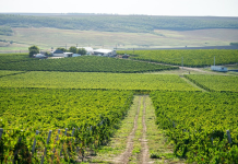 O nouă hartă vinicolă a lumii dezvăluie: podgoriile din Dealurile Moldovei sunt cu 2,6 °C mai calde decât cele din Champagne