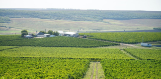 O nouă hartă vinicolă a lumii dezvăluie: podgoriile din Dealurile Moldovei sunt cu 2,6 °C mai calde decât cele din Champagne